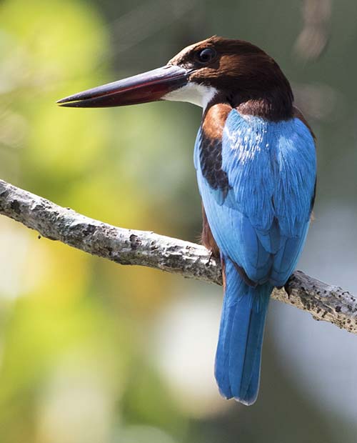 Bird watching experience in sri lanka teardrop hotels